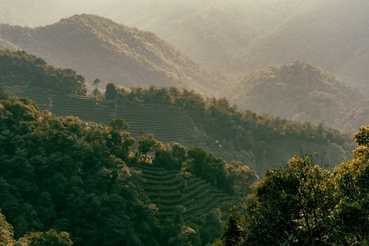 Sencha